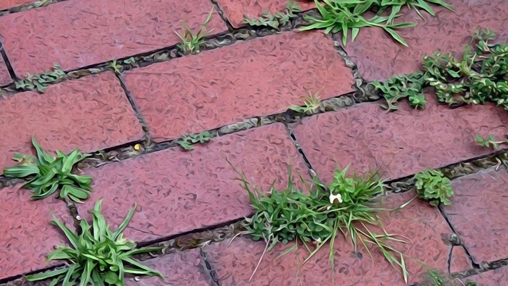 Брусчаткаларни ажрикдан тозалаш хизмати