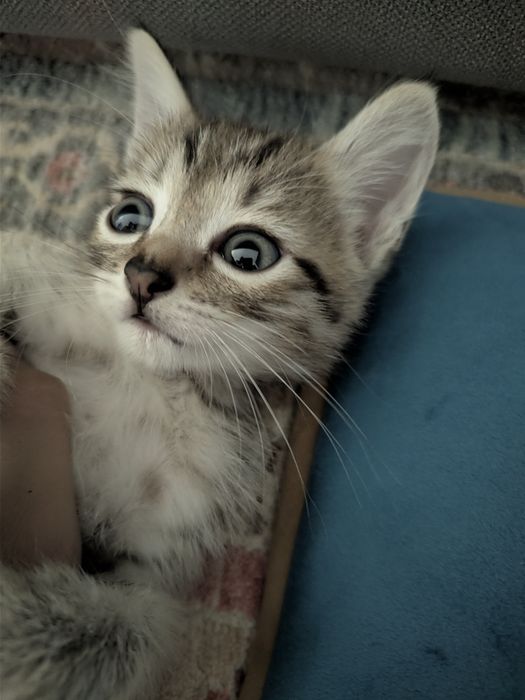 Отдаем котенка бесплатно девочка 1 месяц