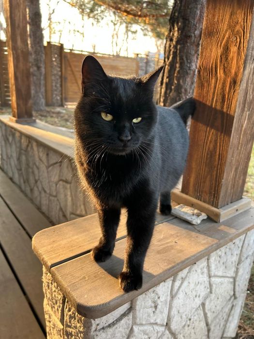 Кот ищет семью и дом