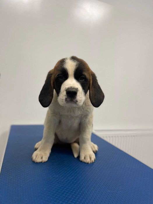 Femela Saint Bernard cu pedigree - par scurt