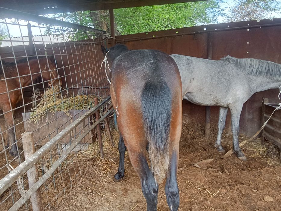 Байтал мен донен сатылады