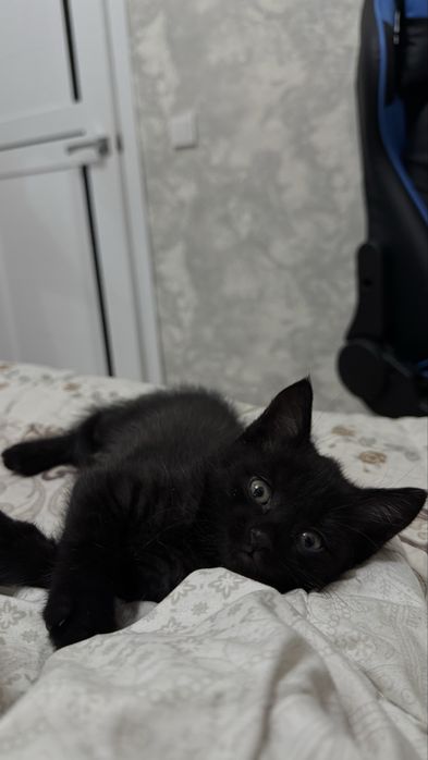 Котенок в хорошие руки