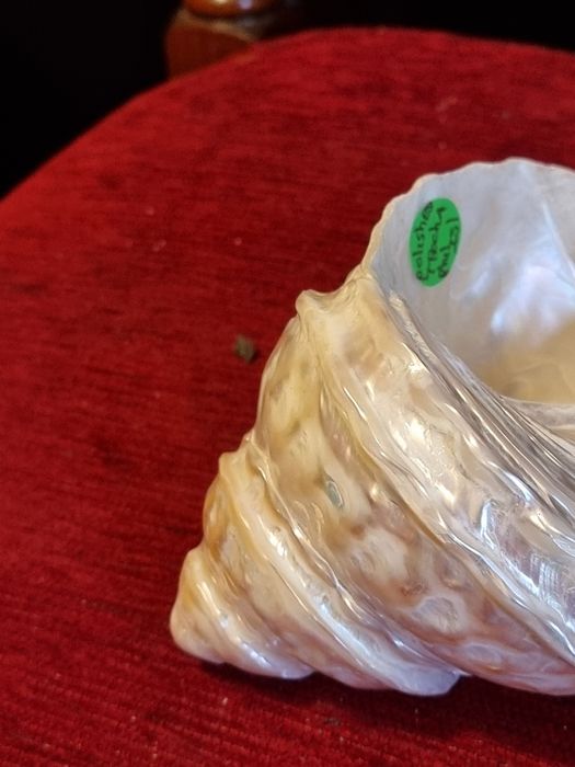 Scoica Turban Ondulata Gigant(Megastraea  Undosa),sidef natural polat