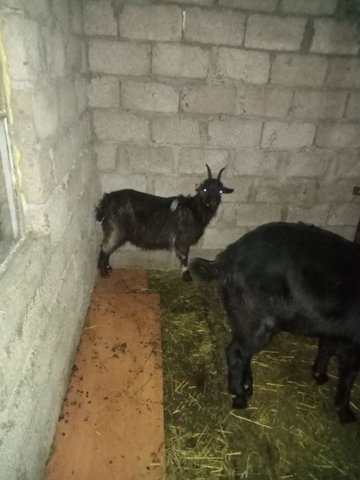 Шыбыш сатылады Кентауда