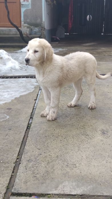 Ciobănesc de Asia Centrală