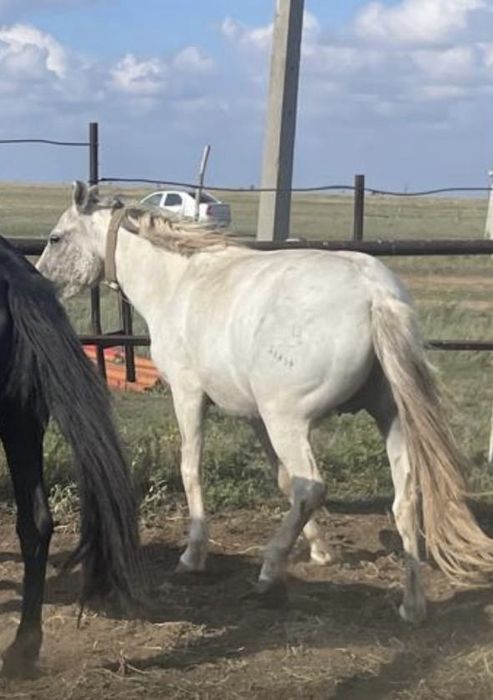 Құлынды биелер сатылады