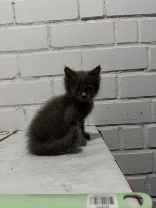 Отдам котенка в добрые руки