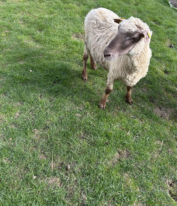 Oaie bună pentru sacrificat