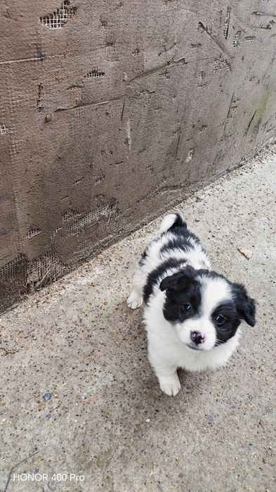 Donez cățeluș 2 luni