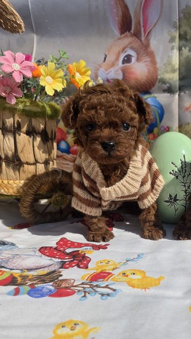 Запазен !Пудел той момче с документ за произход над пет поколения