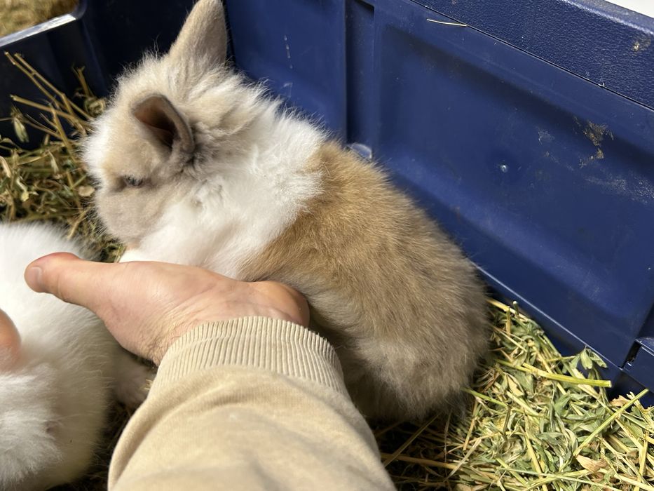 Vand cap de leu pitic