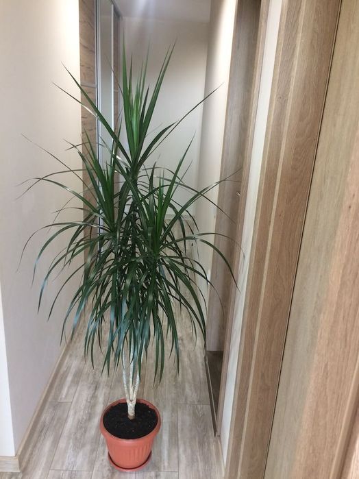 Драцена, Хлорофитум