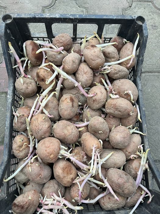 Vand cartofi de samanta