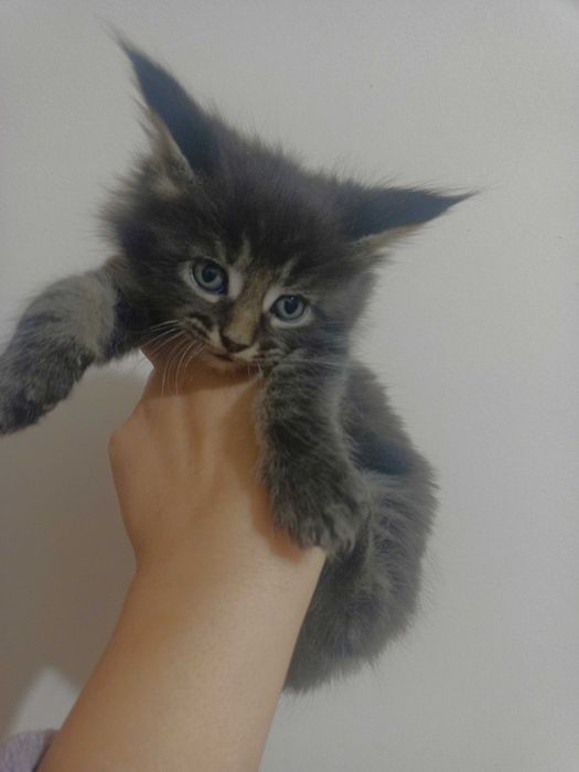 Котенца Мейн куун