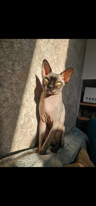 Вязка сфинкс 1,7года