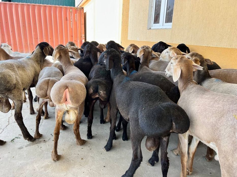 Qoy куй кой qochqorlar sotiladi 20 kg 60kg bor