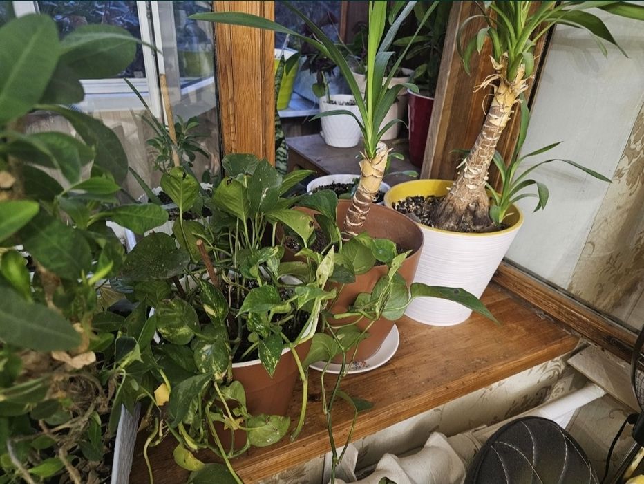 Драцена, эпипремнум лиана, молочай