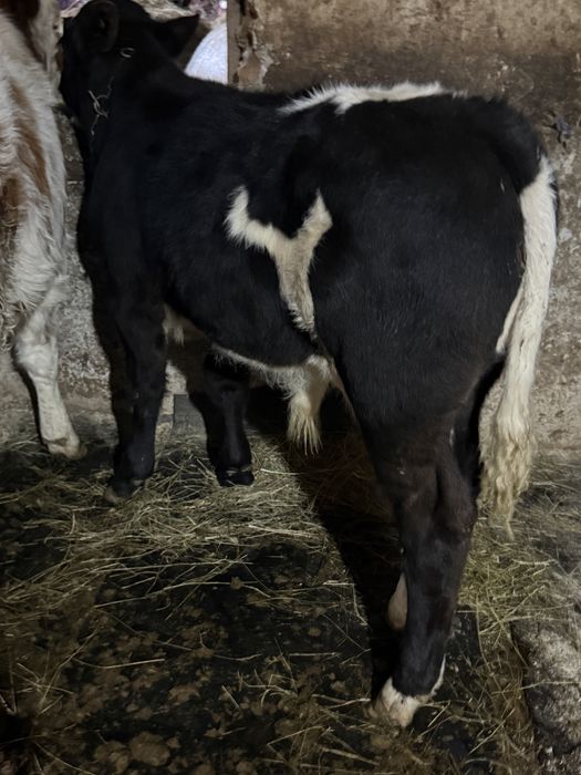 Vand o vitea si un tauras