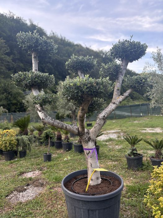 Maslin bonsai