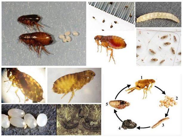 Какие яйца у блох как выглядят Тараканы Клопы - Ғимараттарды дезинфекциялау ішінде Астана - OLX.kz