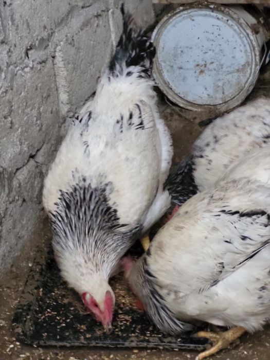 Адлер балапандар