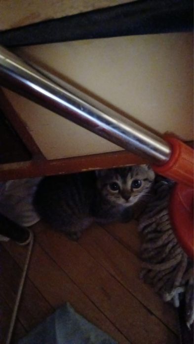 Котята. Отдам в хорошие руки.