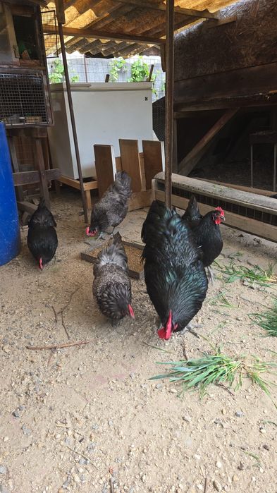 Găini australorp