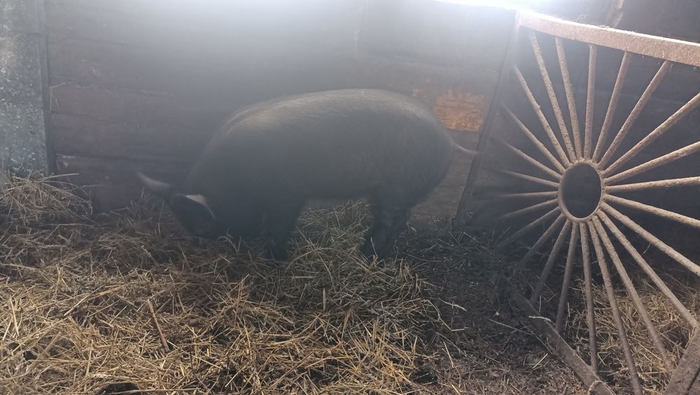 Продам кабанов не кастрированных.