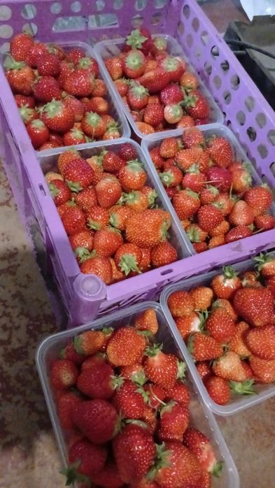 Продам свежесобранную ягоду клубники