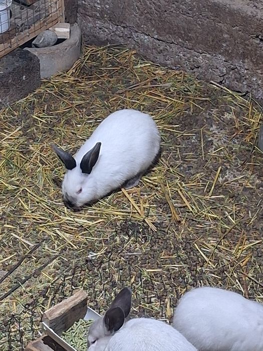 Калифорния 3 месячные