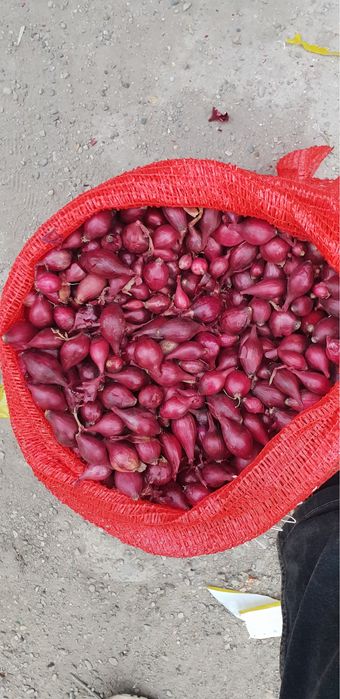 VAND ARPAGIC STUTTGARTER RIESEN 14/17 // 14/21 // 17/21 // 10/21