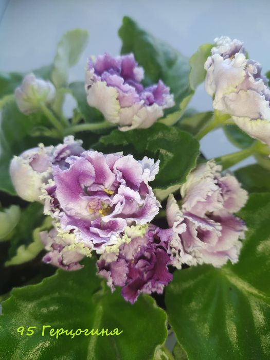 Фиалки   сортовые