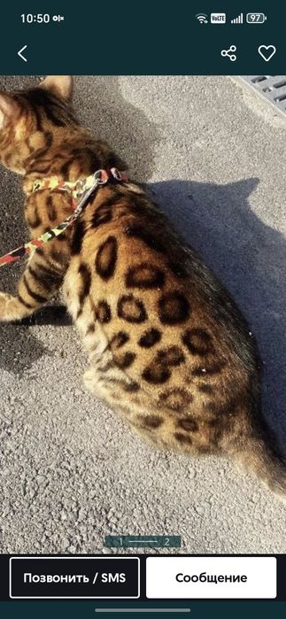 Кошка бенгальская