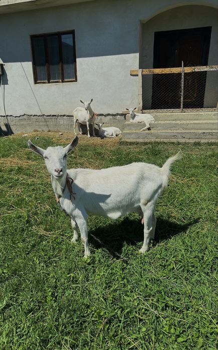 2 Capre saanen si 2 iezi