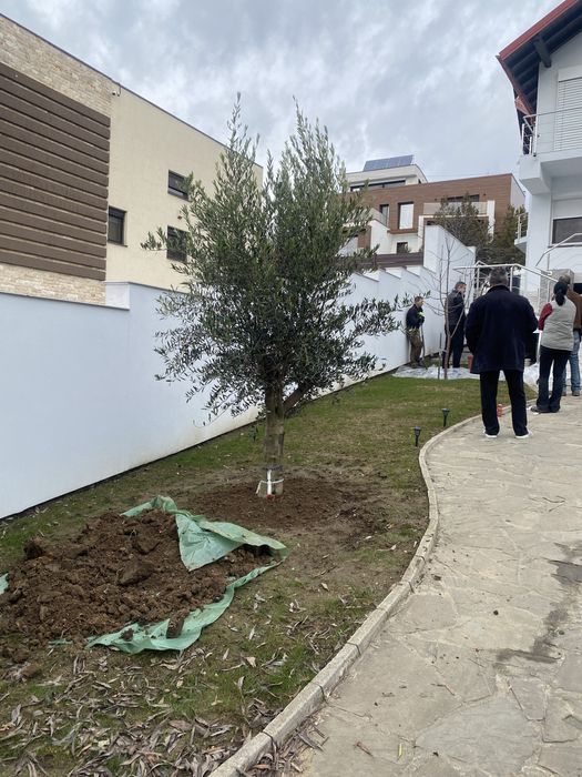 Palmier măslin plante exotice etc