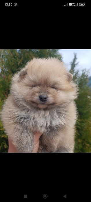 Померан/Померани