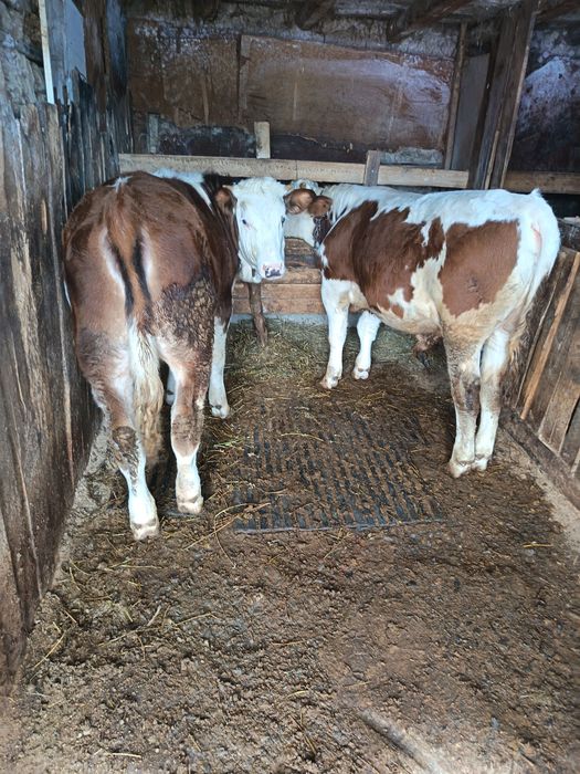 Vând marfa buna crescuta bio doi masculi și două femele