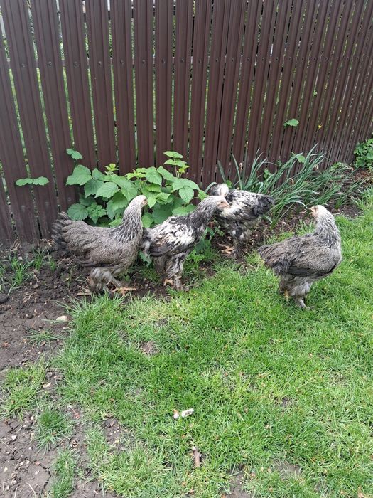 Matase japoneza/rate+1 ratoi/Porumbei/Pui Australop, Araucana, Brahma
