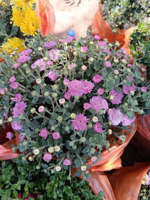 Хризантема Мультифлора