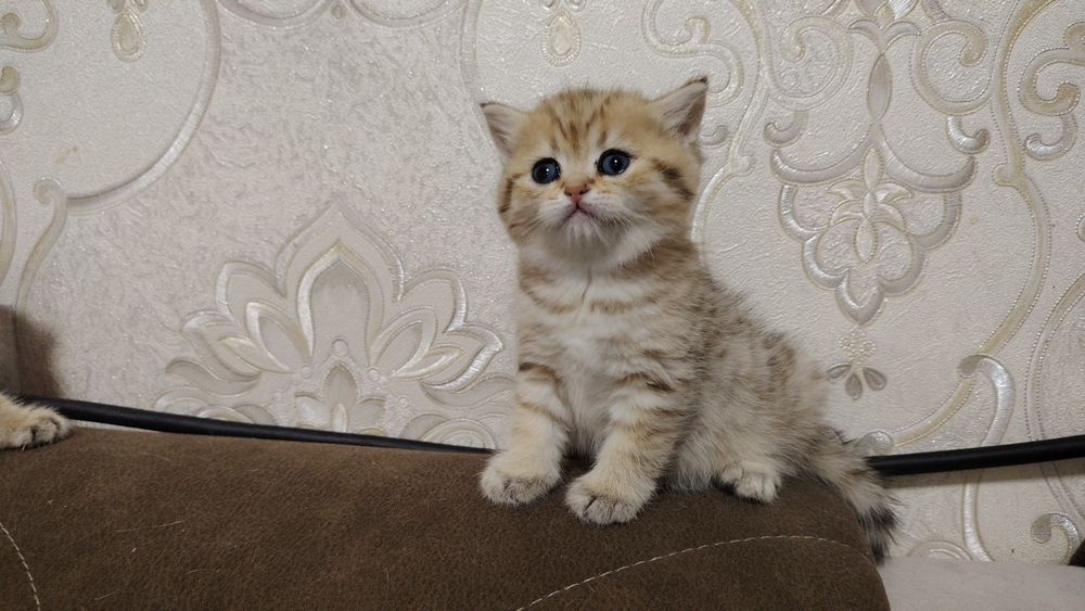 Zalotisti Shinshilla tobbi