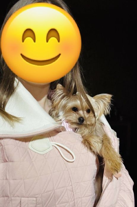 Щенок Йорширского терьера