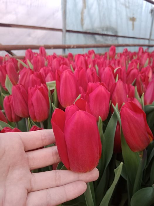 Тюльпаны оптом передзаказ к 8 марта