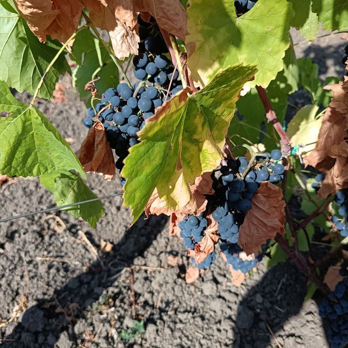 Struguri negri pentru vin
