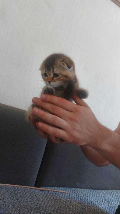 Шикарные Шотландские котята