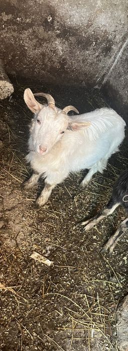 De vanzare sau schimb cu diverse