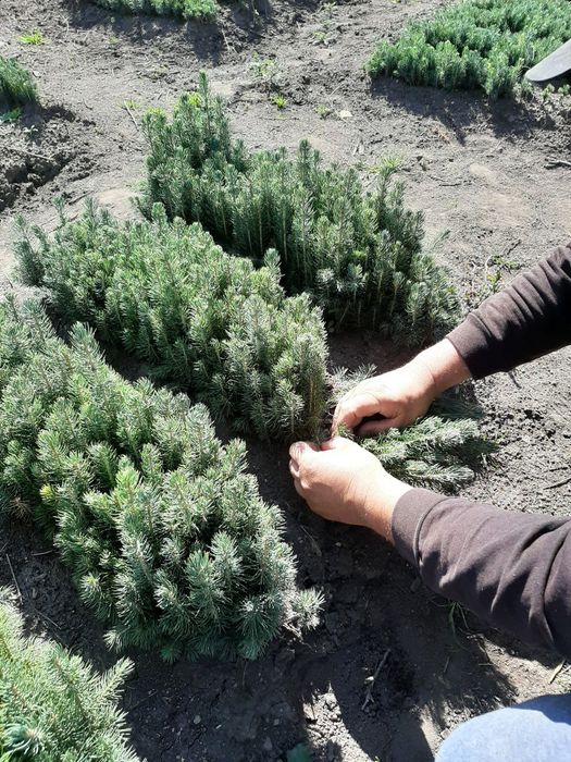 Голубая Ель сенсалари сотилади Селбериский нави Мовий оқ арча 3 йиллик