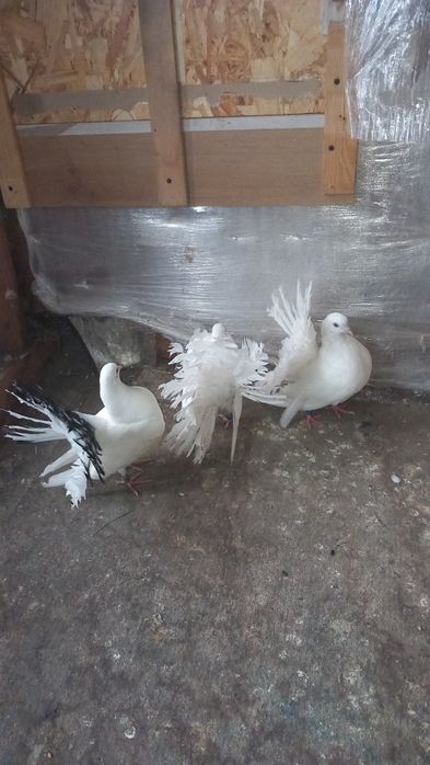 Porumbei curcanari