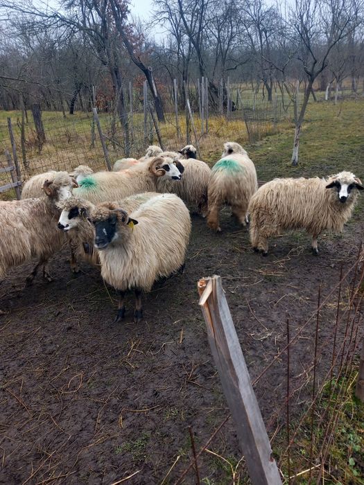 Vand  9 oi și un berbec