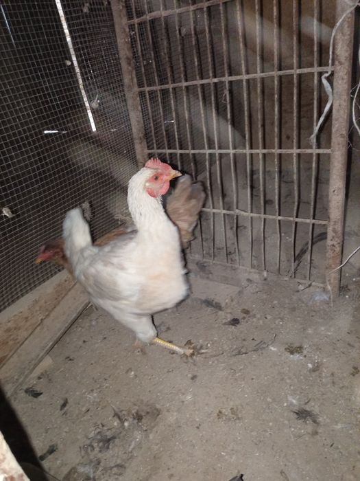 Уй товуклар сотилади нархи 100.000 сум килиштирип берамиз