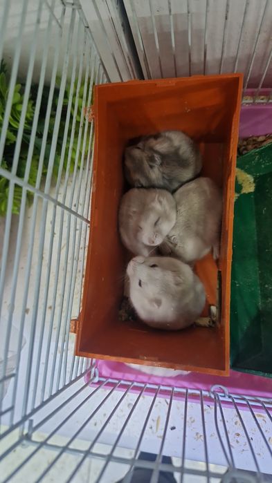 Джунгарики хомячки